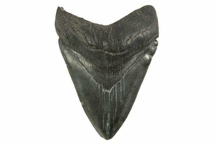 Serrated, Fossil Megalodon Tooth - South Carolina #321317